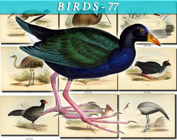 BIRDS-77 64 vintage print
