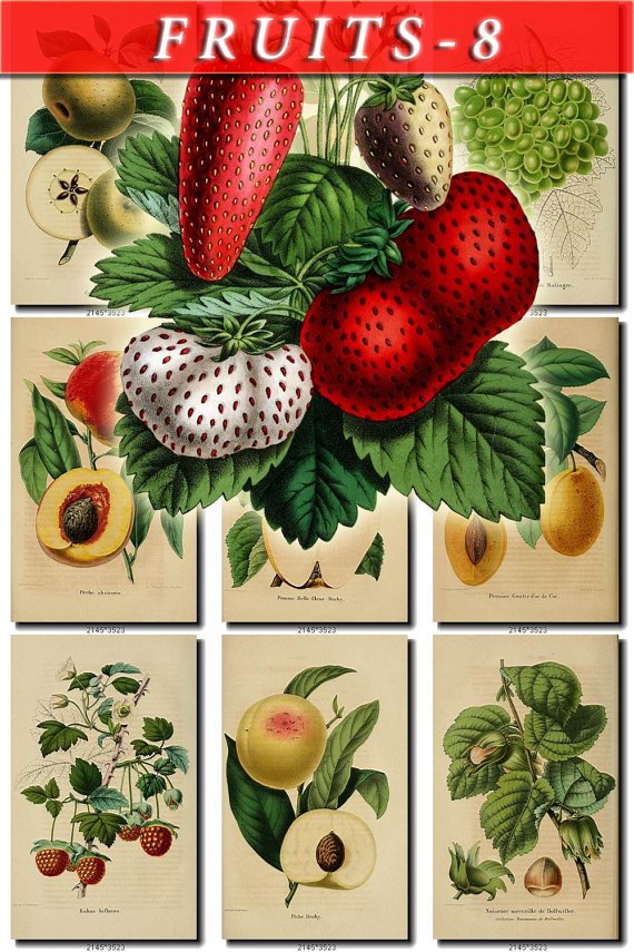 FRUITS VEGETABLES-8 52 vintage print