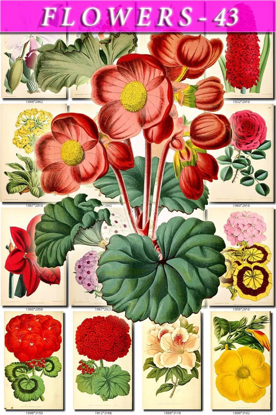 FLOWERS-43 65 vintage print
