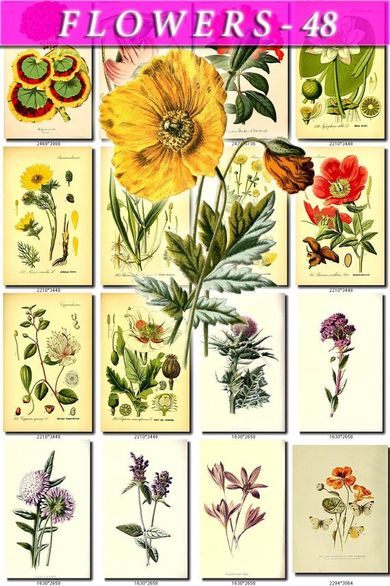 FLOWERS-48 65 vintage print