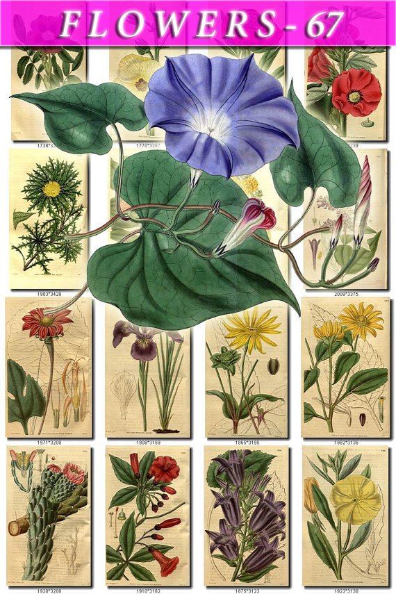 FLOWERS-67 252 vintage print