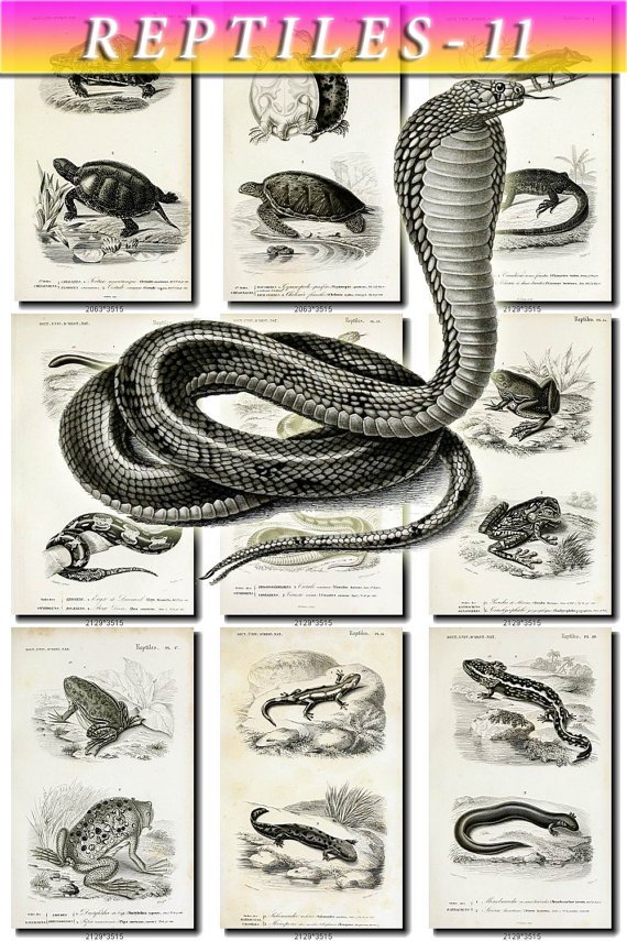 REPTILES & AMPHIBIAS-11-bw 71 black-, -white vintage print