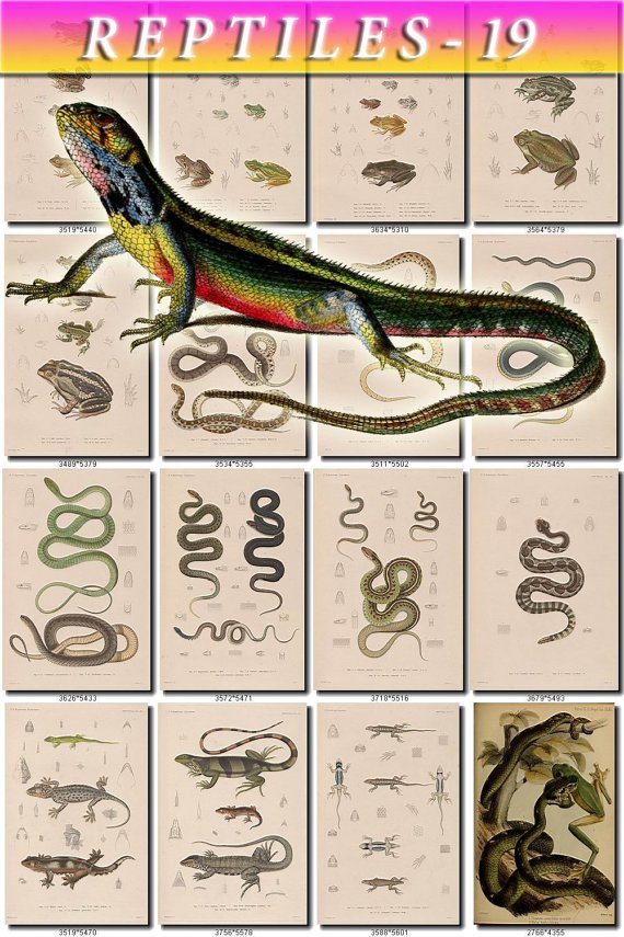 REPTILES & AMPHIBIAS-19 185 vintage print