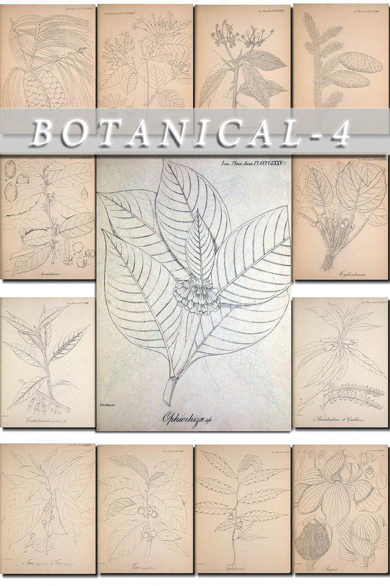 BOTANICAL-4-bw 309 black-, -white vintage print