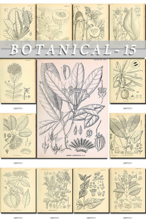 BOTANICAL-15-bw 243 black-, -white vintage print