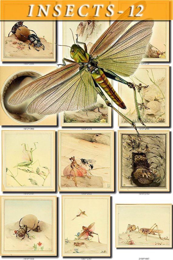 INSECTS-12-b1 289 vintage print