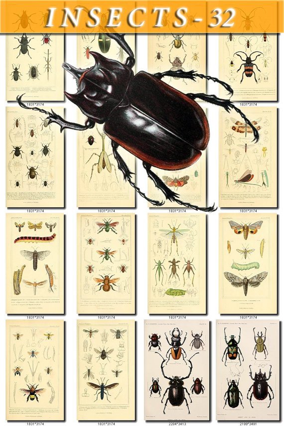 INSECTS-32 97 vintage print