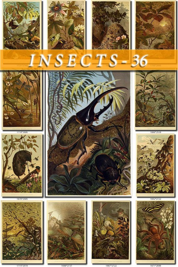 INSECTS-36 80 vintage print