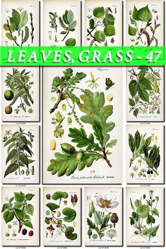 LEAVES GRASS-47 162 vintage print