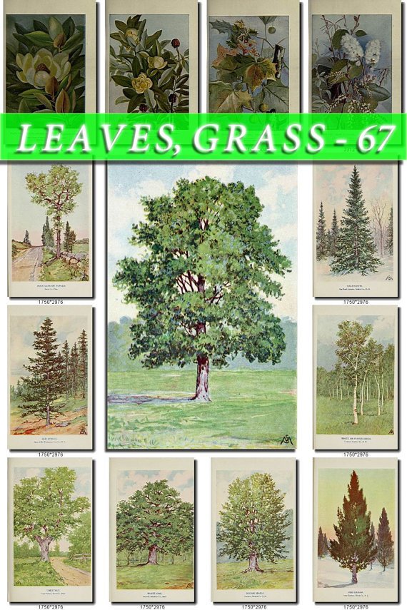 LEAVES GRASS-67 233 vintage print