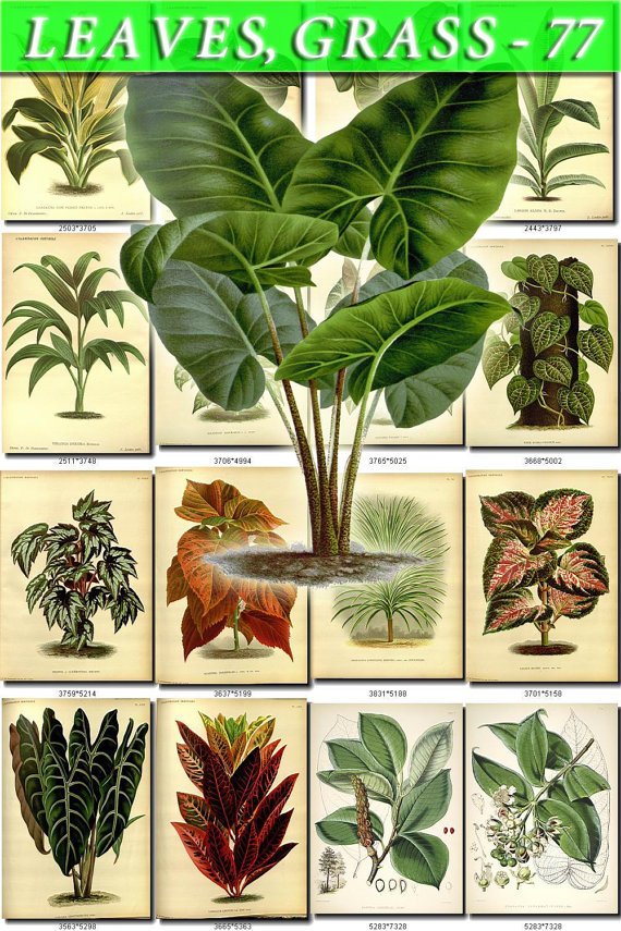 LEAVES GRASS-77 361 vintage print