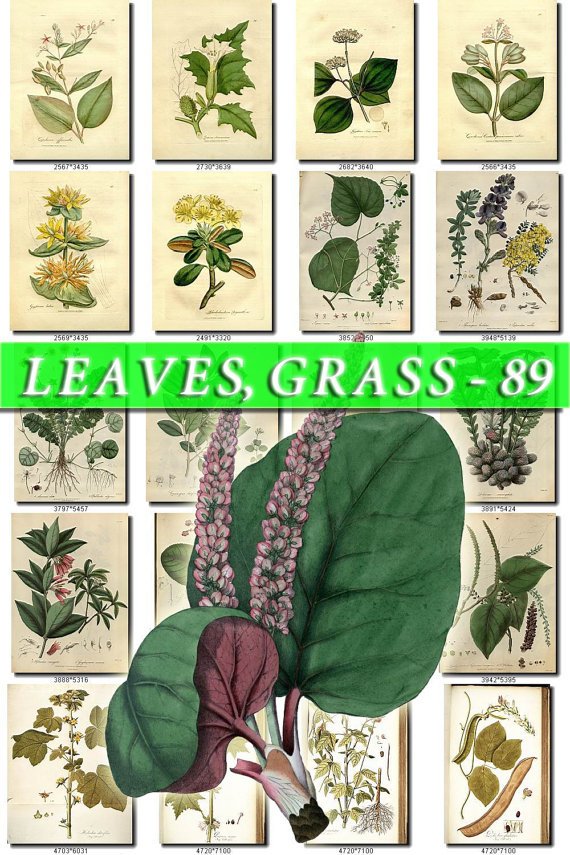 LEAVES GRASS-89 322 vintage print