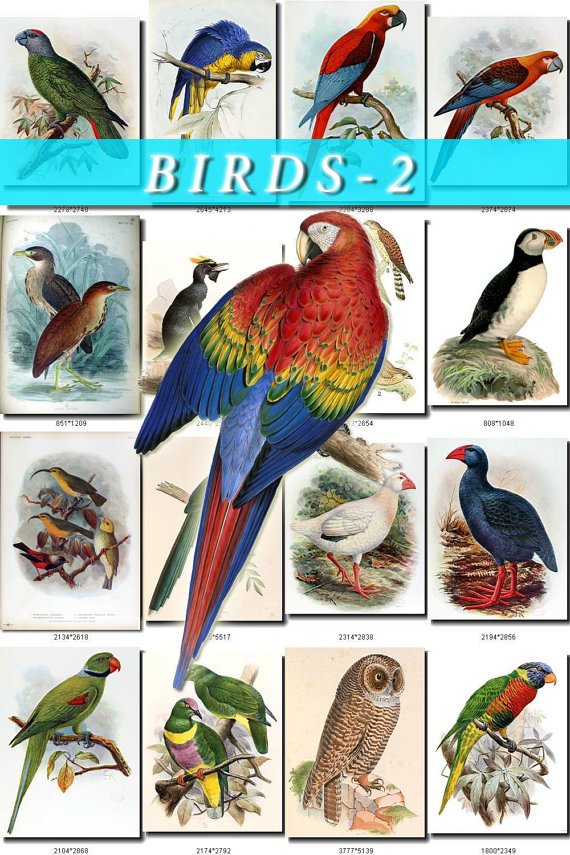 BIRDS-2 1020 vintage print