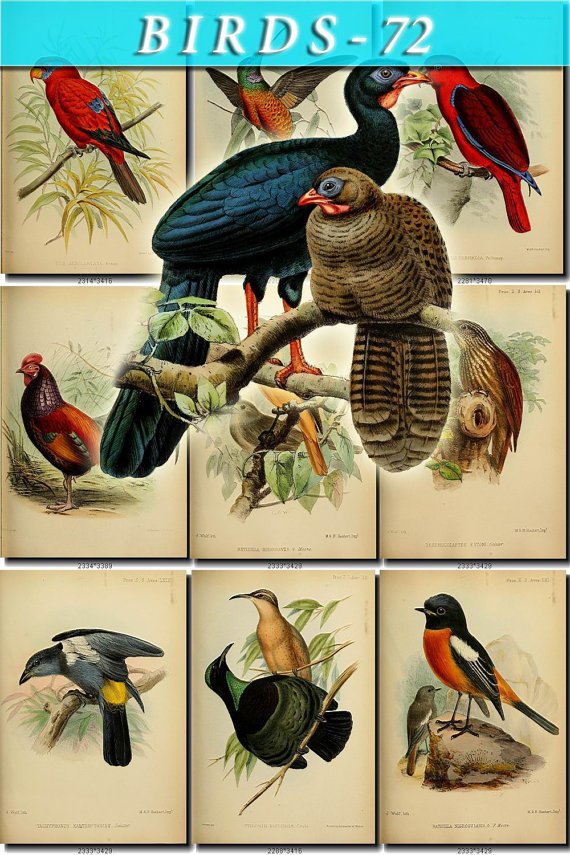 BIRDS-72 68 vintage print