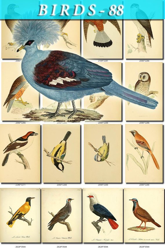 BIRDS-88 199 vintage print