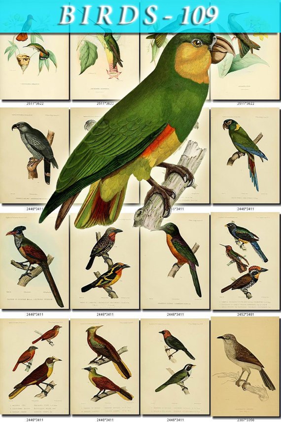 BIRDS-109 65 vintage print