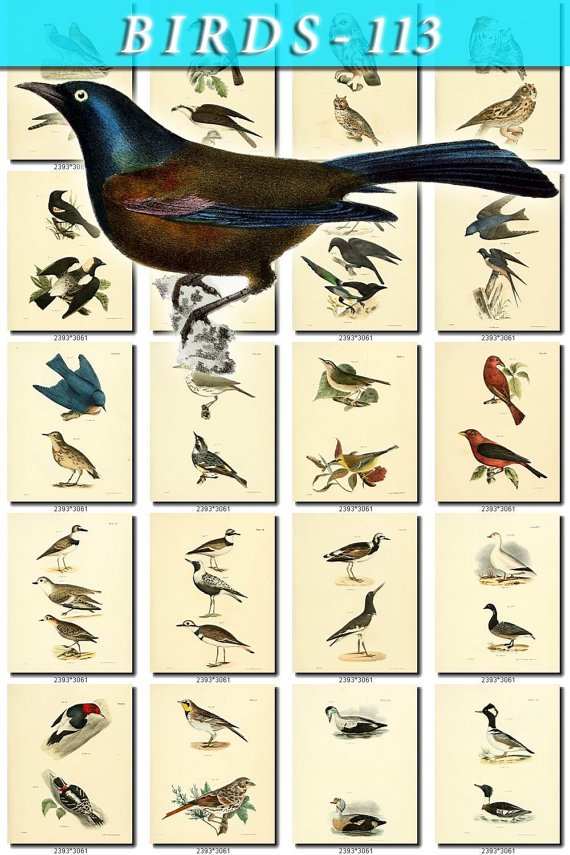 BIRDS-113 140 vintage print