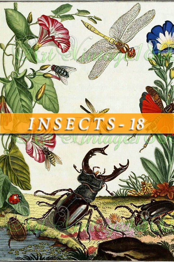 INSECTS-18 204 vintage print