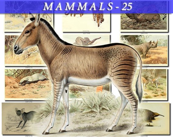 MAMMALS-25 67 vintage print