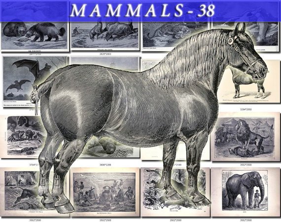 MAMMALS-38-bw 133 black-, -white vintage print