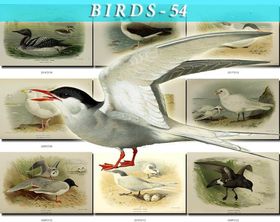 BIRDS-54 64 vintage print