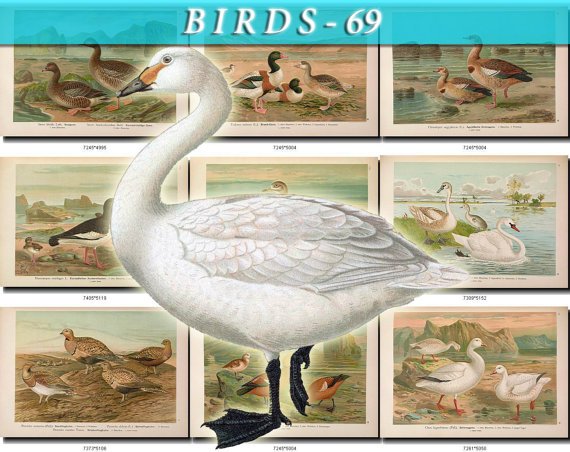 BIRDS-69 55 vintage print