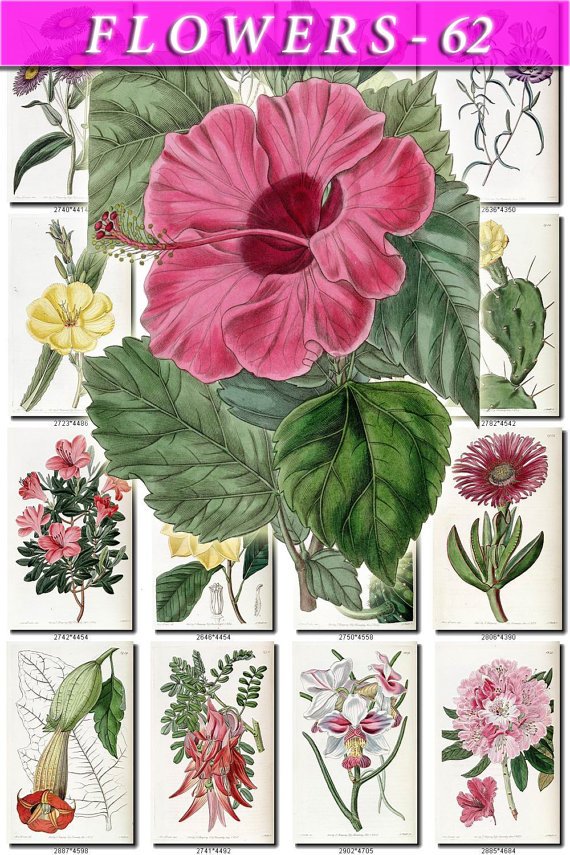 FLOWERS-62 262 vintage print