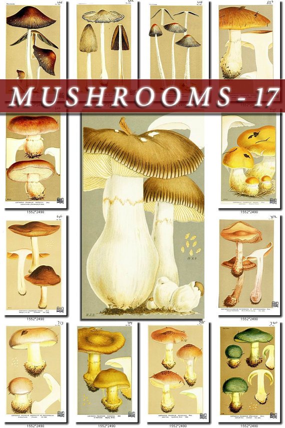 MUSHROOMS-17 271 vintage print
