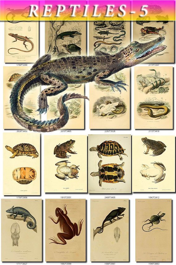 REPTILES & AMPHIBIAS-5 212 vintage print