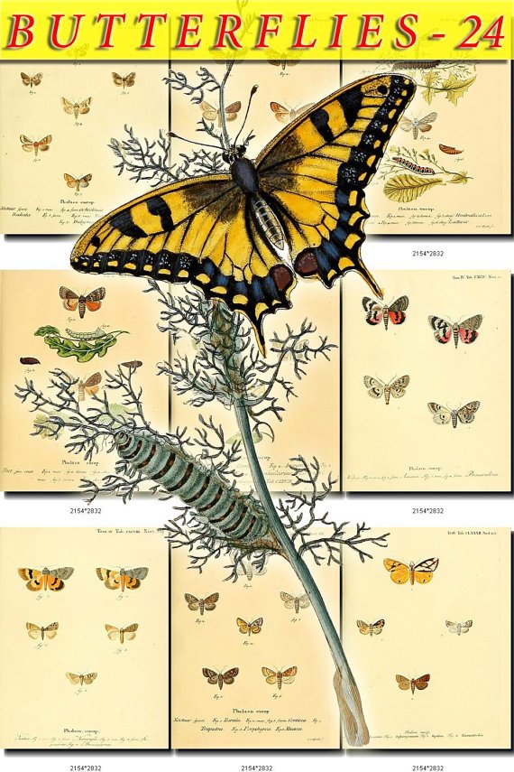 BUTTERFLIES-24 93 vintage print