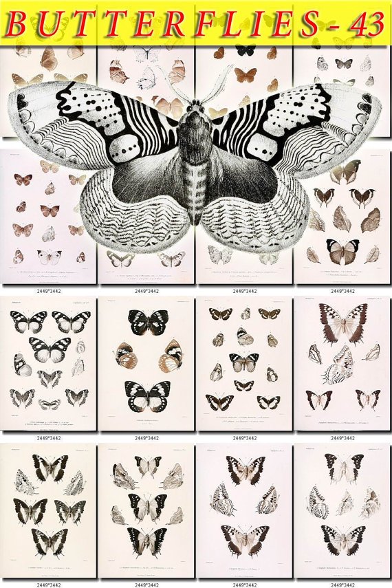 BUTTERFLIES-43-bw 138 black-, -white vintage print