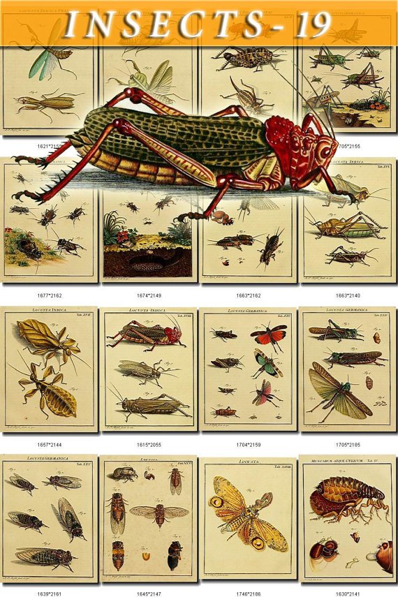 INSECTS-19 185 vintage print