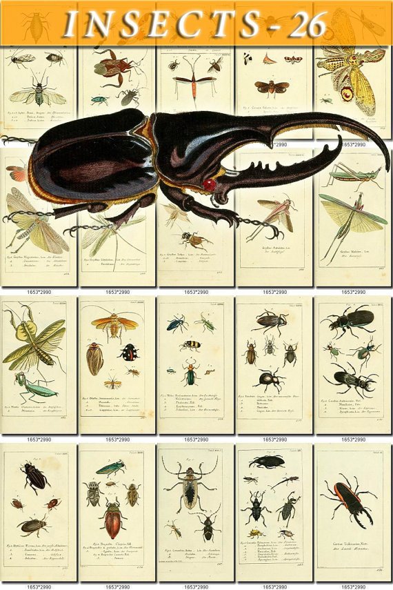 INSECTS-26 139 vintage print