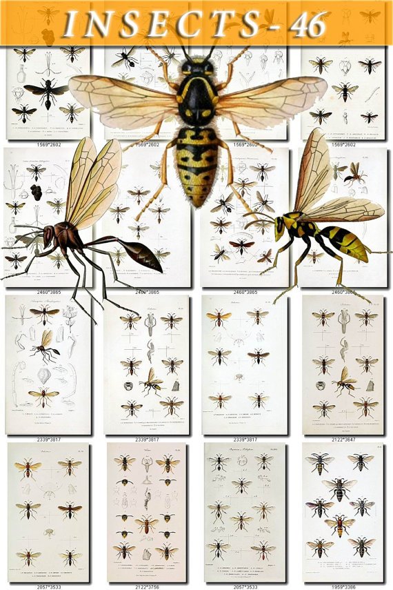 INSECTS-46 90 vintage print