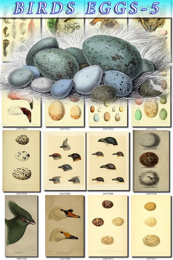 BIRDS EGGS-5 103 nests heads vintage print
