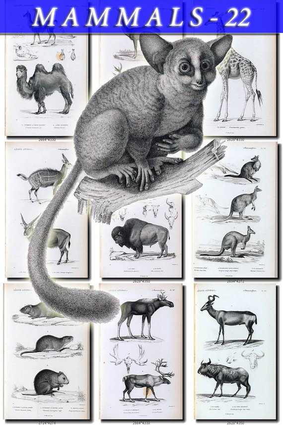 MAMMALS-22-bw 124 black-, -white vintage print