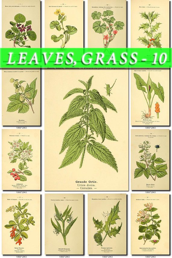 LEAVES GRASS-10 244 vintage print