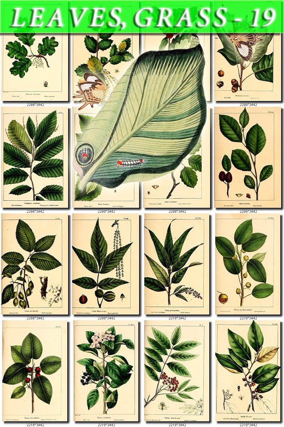 LEAVES GRASS-19 210 vintage print