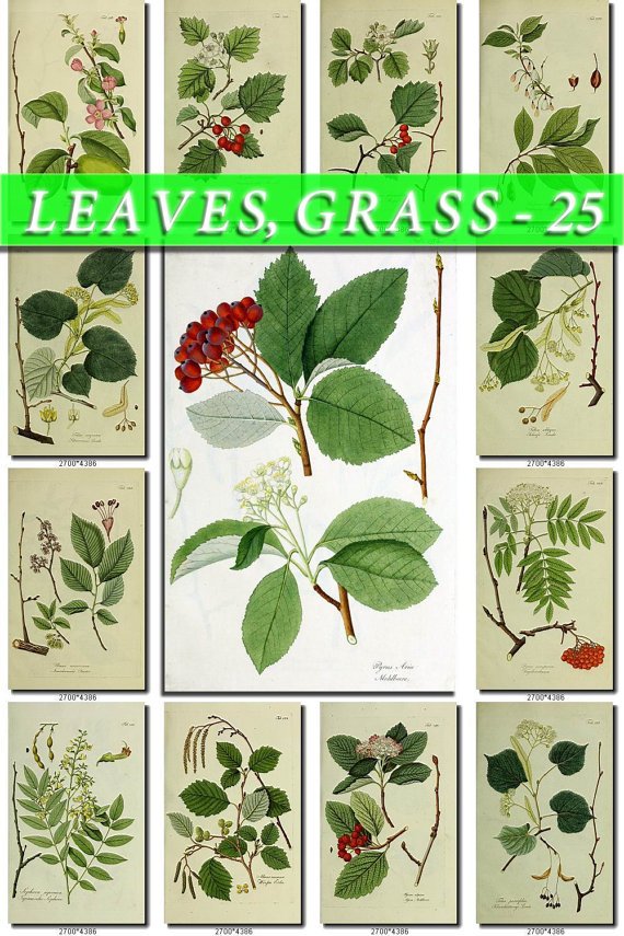 LEAVES GRASS-25 223 vintage print