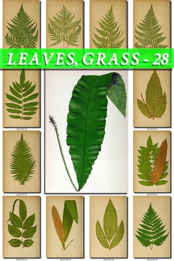 LEAVES GRASS-28 204 vintage print
