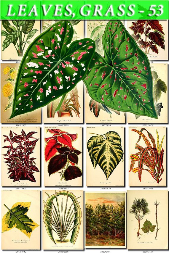 LEAVES GRASS-53 136 vintage print