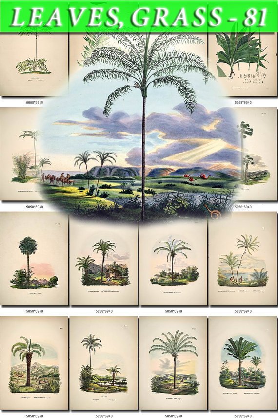 LEAVES GRASS-81 320 vintage print