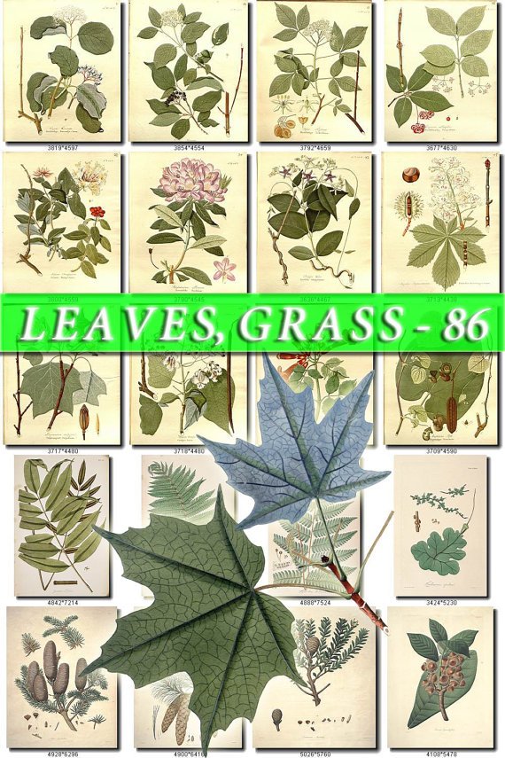 LEAVES GRASS-86 267 vintage print
