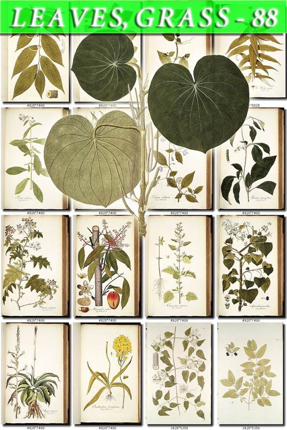 LEAVES GRASS-88 354 vintage print