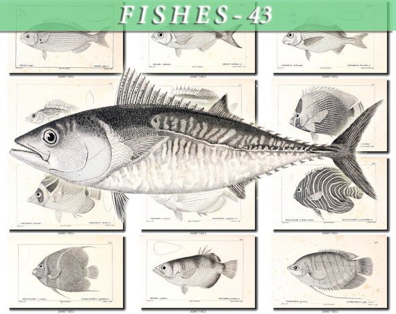 FISHES-43-bw 150 vintage print