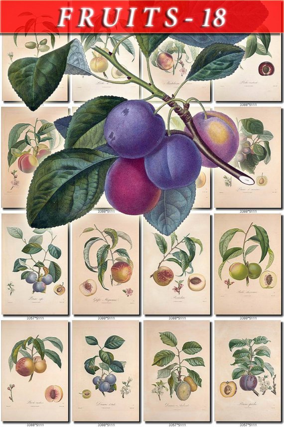 FRUITS VEGETABLES-18 110 vintage print