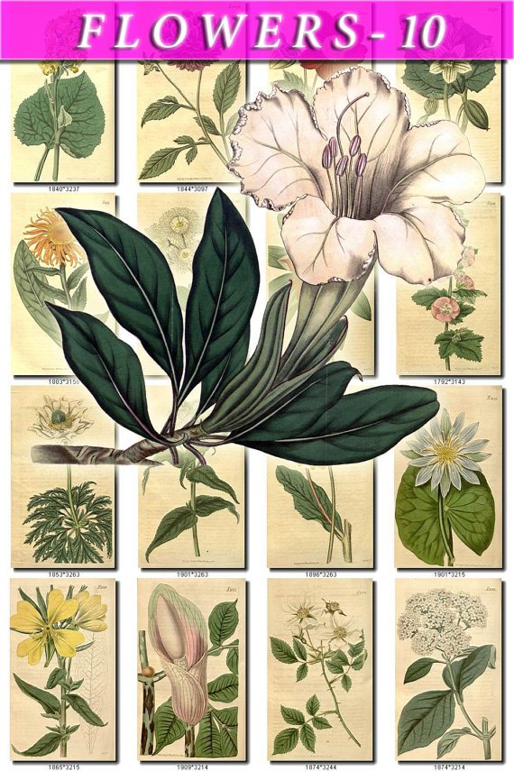 FLOWERS-10 246 vintage print