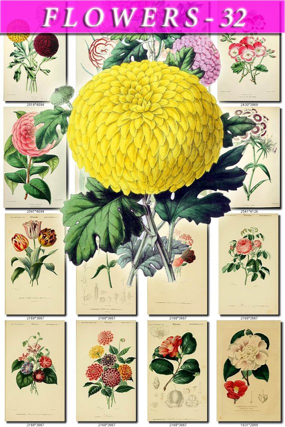 FLOWERS-32 74 vintage print