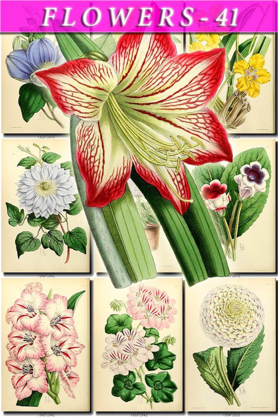FLOWERS-41 69 vintage print