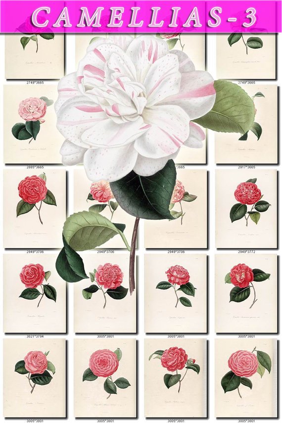 CAMELLIAS-3 flowers 100 vintage print